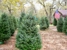 Kelumac Christmas Tree Farm Bed and Breakfast - Christmas Trees