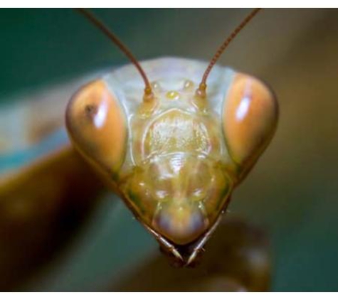 Albury Wodonga Pest Control - Albury, NSW