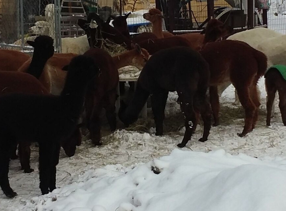 Alpacas K&J Alpaca Farm - Geneva, OH. Winter2018