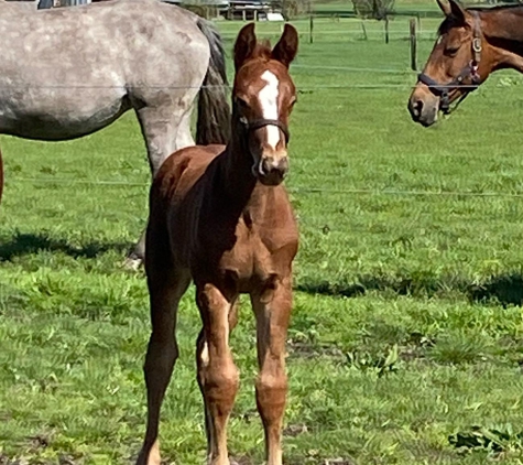 Global Horses Management - West Palm Beach, FL