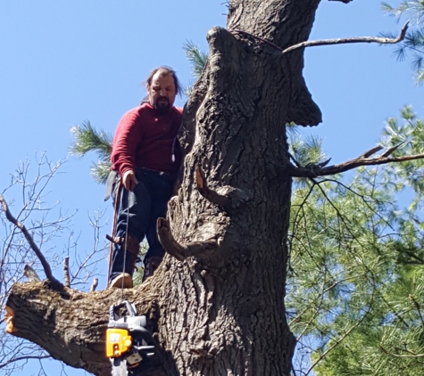 Triplowskis tree service - Reed City, MI