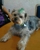 Central Bark Pet Grooming Salon - Pet Grooming