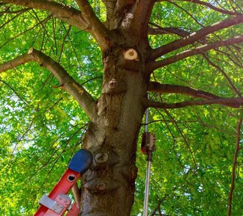 Twin Cities Tree Service