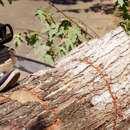 Luis Hernandez Tree Service - Tree Service