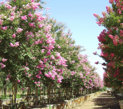 Big Tex Trees Nurseries - Houston, TX