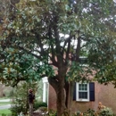 County Tree Experts - Arborists