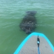 Wicked Paddle