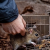 Hayes Pest Control Services gallery