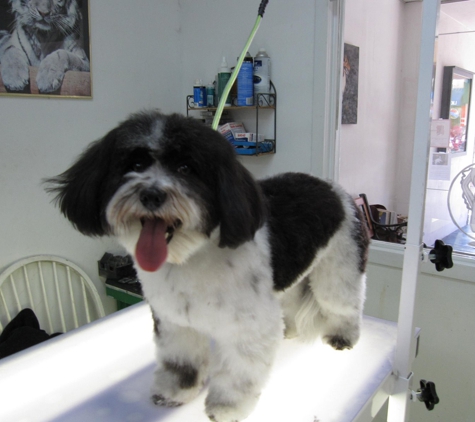 Pawsitively Groomed Pet Salon - Burlingame, CA