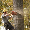 Jaime's Tree Service gallery