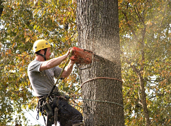 Jaime's Tree Service - Hamilton, OH