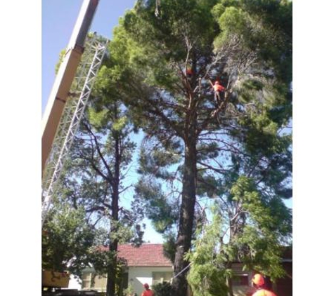 A1 Tree Service (NSW) Pty Ltd. - Dubbo, NSW