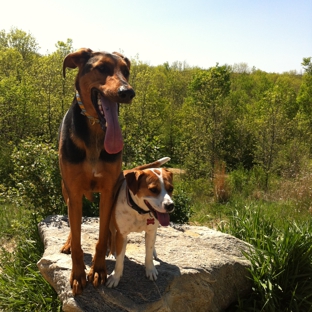 Ally's Canine Training - Hartford, WI