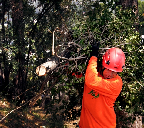 Flintridge Tree Care - Pasadena, CA