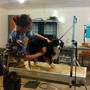 Animal Camp Pet Boarding & Grooming