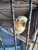 Noonies Pet Care - Pet Services