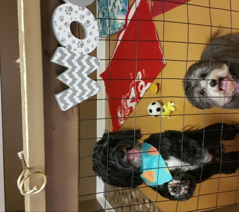 A Comfy Pet Grooming Salon - Millsboro, DE