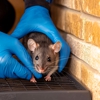 Dependable Pest Solutions Inc gallery