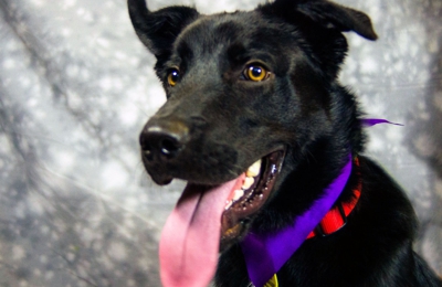 Kentucky Humane Society Adoptions At Fern Creek Feeders Supply