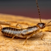 Bug Control Pros gallery