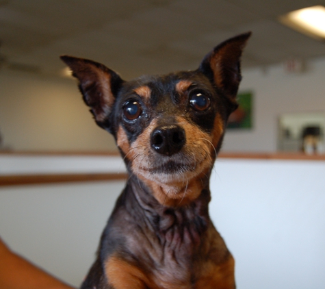 Wag Time Doggie Daycare - Arlington, TX