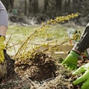 Donovan Arborists - Tree Service
