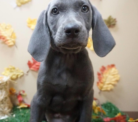 Petland Racine - Racine, WI