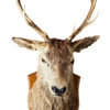 B & L Quality Taxidermy gallery