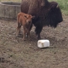 Boss Bison Ranch gallery