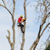 Alhei Tree Service Corp gallery
