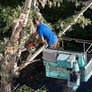 Grove  Tree Service & Landscaping - Tree Service