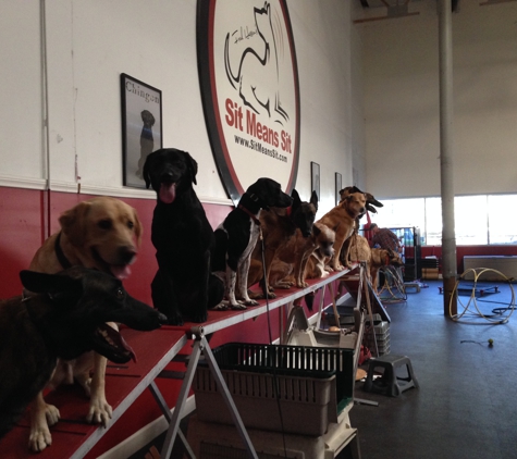 Sit Means Sit Dog Training - San Jose, CA