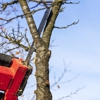 Creative Tree Service gallery