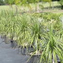 Dee Oaks Nursery Inc