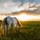 Tri Cities Best Hay - Alfalfa & Alfalfa Products