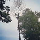 BrinkStar Tree Service - Tree Service