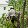 Mr. Beaver Tree Services gallery