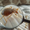 Mrs Bzzz Pest & Termite Solutions gallery