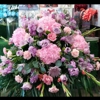 Schneider's Flowers, LLC gallery