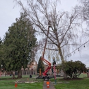 Salish Sea Tree Care & Consulting - Tree Service
