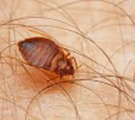 Green Home Pest Control - Phoenix, AZ