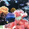 Aquarium Imports gallery