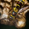 M & B Termite and Pest Control gallery