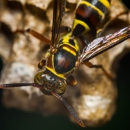 Countryside Pest Control Inc - Pest Control Equipment & Supplies