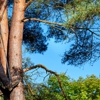 All Island Tree Service Corp gallery