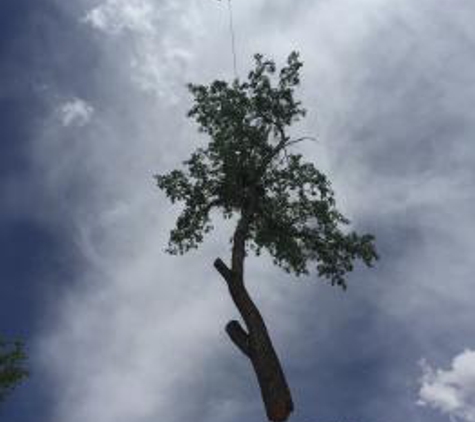 American Tree Removal