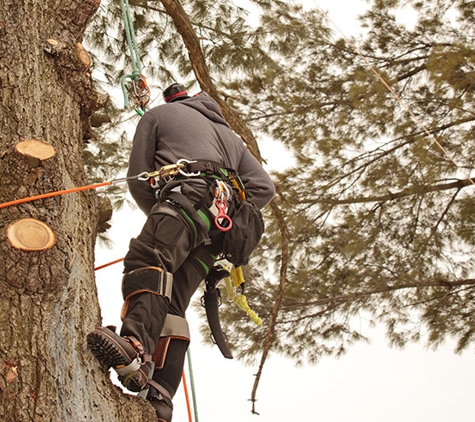 JP Tree Service - Lake Elsinore, CA