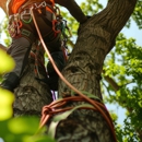 Willco Tree - Tree Service