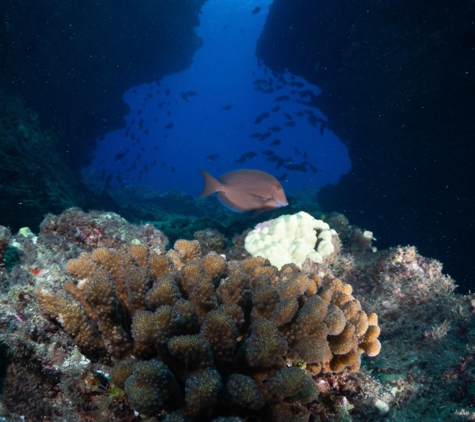 Fathom Five Divers - Koloa, HI