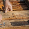 Fox Pest Control gallery